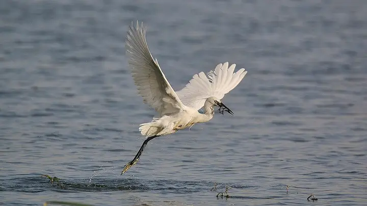 Nallıhan Bird Sanctuary (Davutoğlan Bird Sanctuary) - Nallıhan