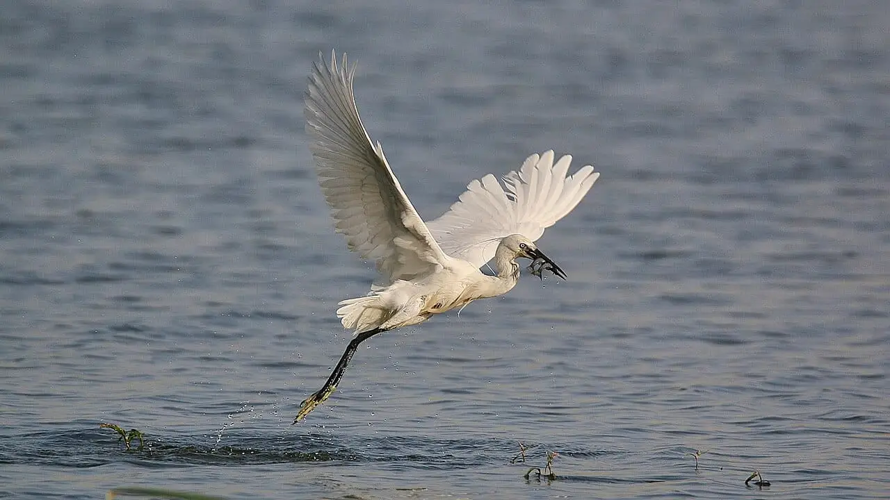 Nallıhan Bird Sanctuary (Davutoğlan Bird Sanctuary) - Nallıhan