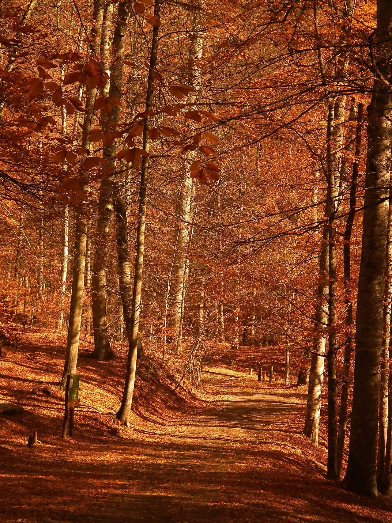 Yedigöller National Park - Merkez