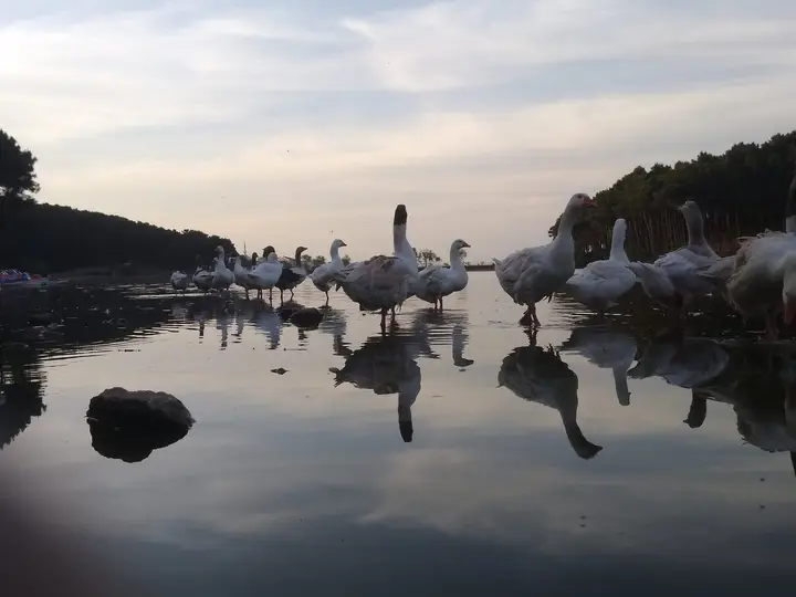 Aydos Forest - Pendik