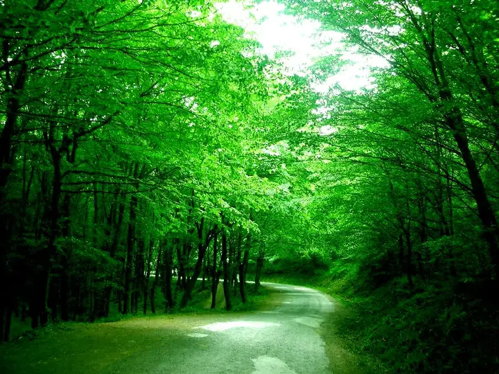Белградский лес (Belgrad Ormanı)