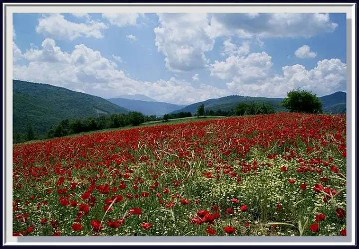 A poppy field on the slopes of Ilgaz