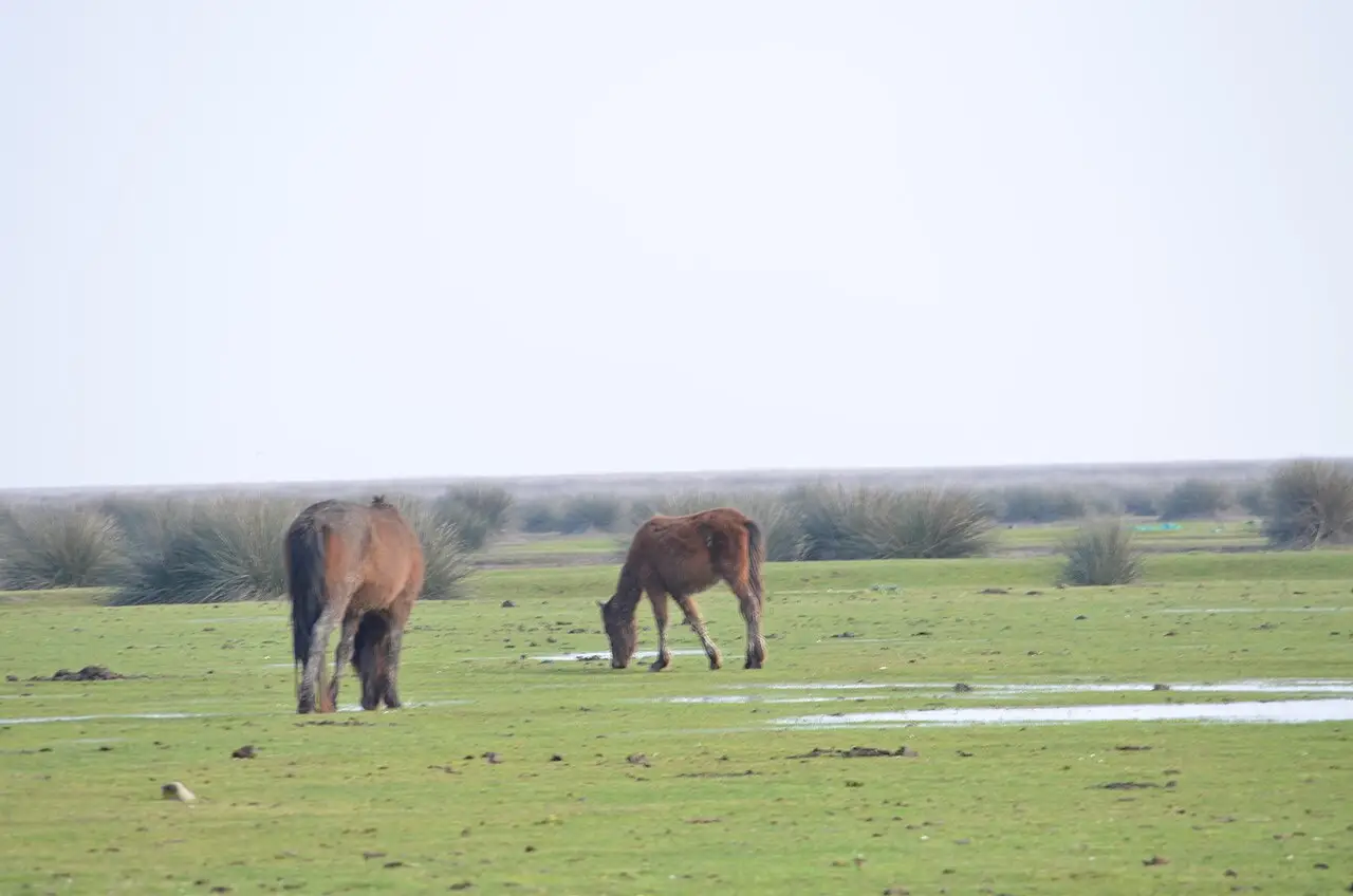 Kızılırmak Delta Bird Sanctuary - Bafra