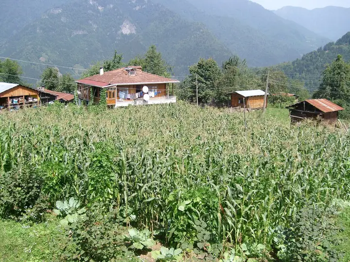 Wooden houses and a cornfield in the village of Camili