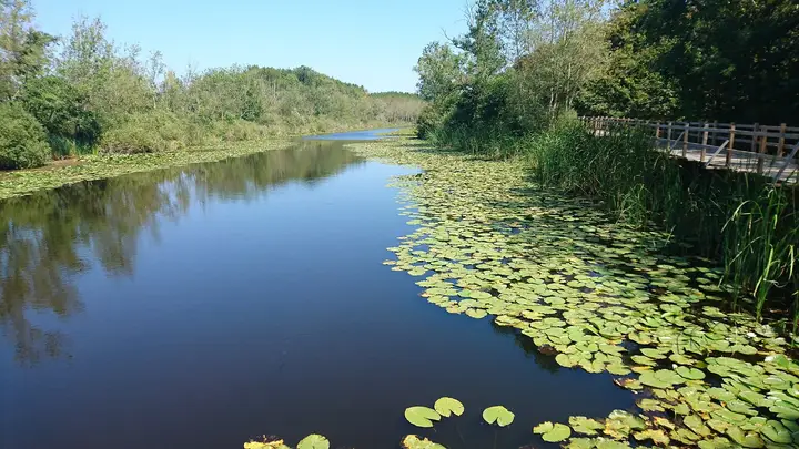 Acarlar Floodplain Forest