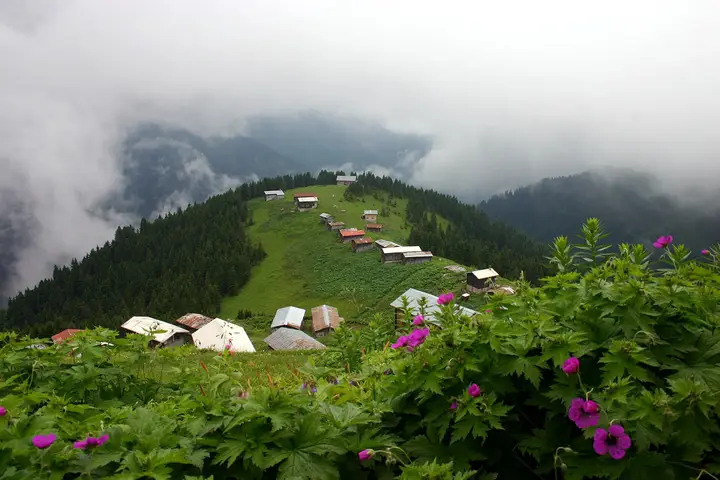 Яйла Покут (Pokut Yaylası)