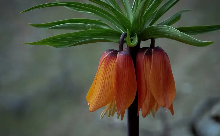 Inverted tulip in the Cilo and Sat Mountains
